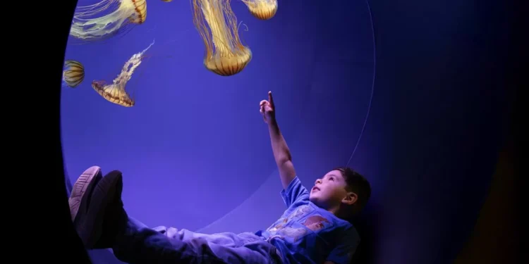 SeaWorld santo Diego inaugura la exhibición interactiva “Jewels of the Sea: The Jellyfish Experience”
