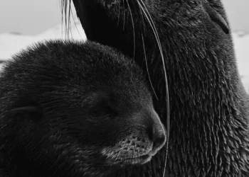 “La importancia de cuidar el medio ambiente”