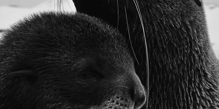 “La importancia de cuidar el medio ambiente”