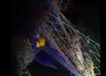 Encuentran otras 25 totoabas enredadas en el hábitat de la vaquita marina