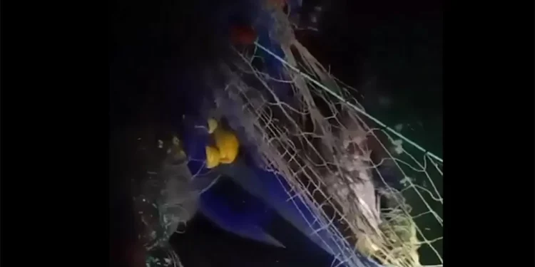 Encuentran otras 25 totoabas enredadas en el hábitat de la vaquita marina