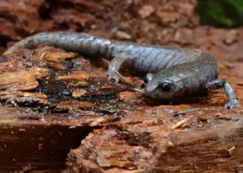 Los sorprendentes vecinos del Bosque de Chapultepec | Carlos Galindo Leal