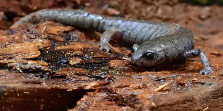 Los sorprendentes vecinos del Bosque de Chapultepec | Carlos Galindo Leal