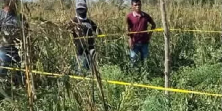 Tractor matorral a bebé de un año; sus papás la dejaron dormida en un maizal