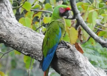 El arcano de los Híbridos de Guacamayas en SLP | Artículo de Carlos Galindo