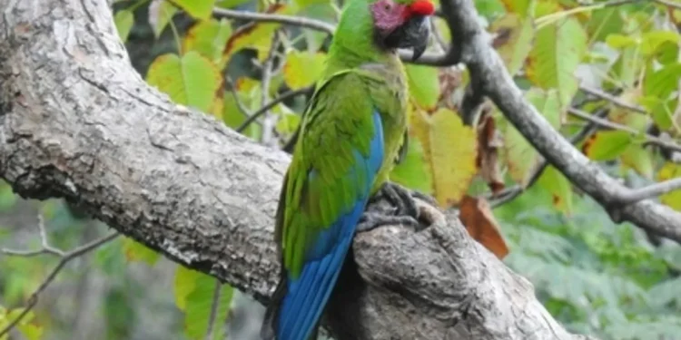 El arcano de los Híbridos de Guacamayas en SLP | Artículo de Carlos Galindo