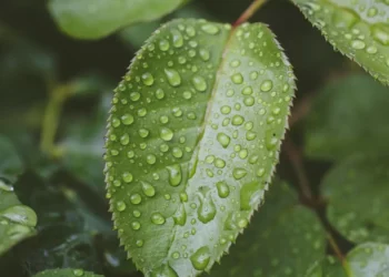 “El joven ecologista venezolano que protege el planeta”