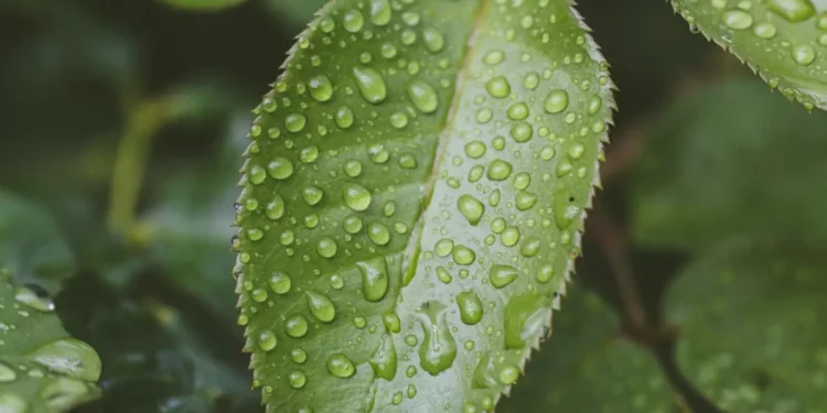“El joven ecologista venezolano que protege el planeta”