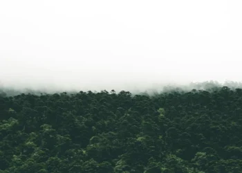 “La importancia del medio ambiente en la sociedad actual”