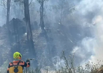Incendios en CDMX: Se queman dos hectáreas en el boscaje de Chapultepec