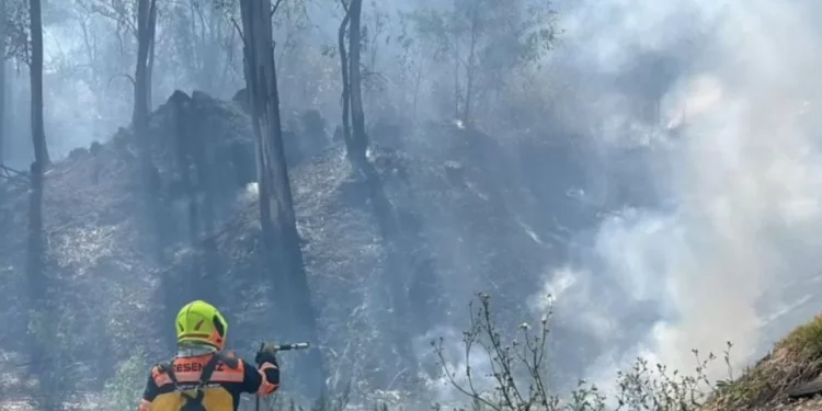 Incendios en CDMX: Se queman dos hectáreas en el boscaje de Chapultepec