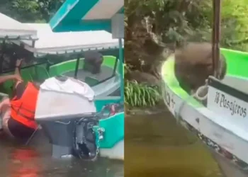 Turistas huyen de lancha en Catemaco como si fuera el Titanic por un gorila | VIDEO