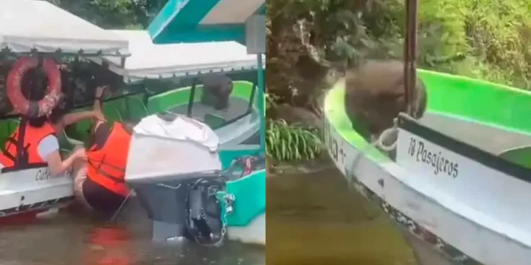 Turistas huyen de lancha en Catemaco como si fuera el Titanic por un gorila | VIDEO