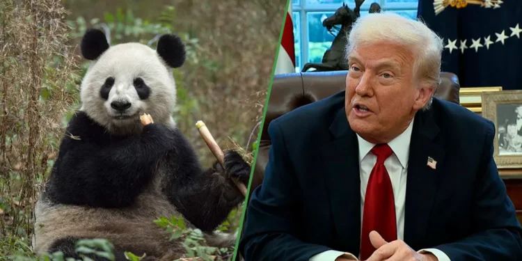 Trump desasosiego con más aranceles a China si no le regalan un panda