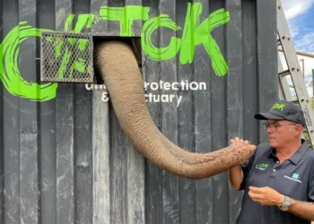 Reubicarán al Big Boy, el elefante del millón de dólares, por acritud en Culiacán