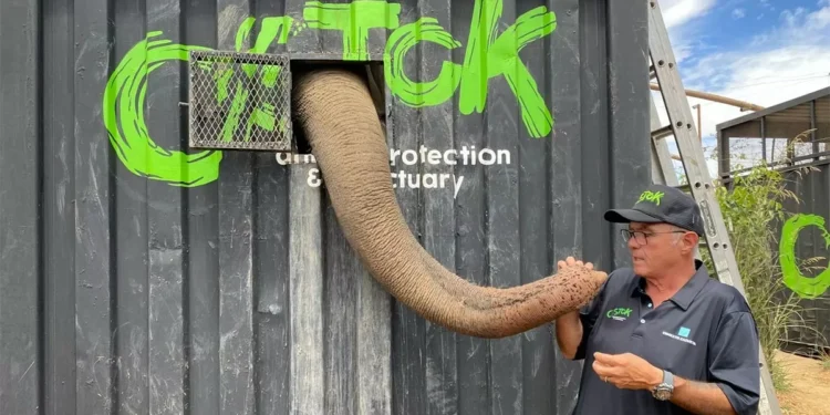 Reubicarán al Big Boy, el elefante del millón de dólares, por acritud en Culiacán