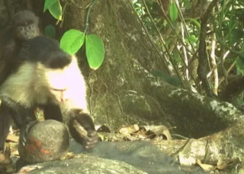 Monos están secuestrando crías de otros animales por razones desconocidas
