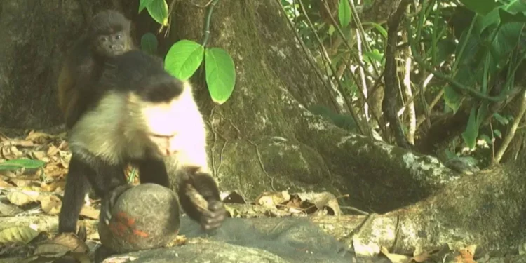 Monos están secuestrando crías de otros animales por razones desconocidas