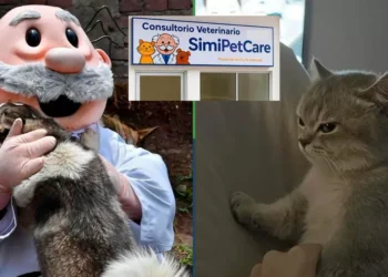 Veterinarias Simi regalarán peluches edición limitada a gatos que jamás rasguñen al veterinario