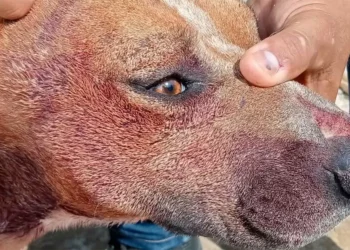 Multan con 13 mil pesos a mujer por maltrato a perritos