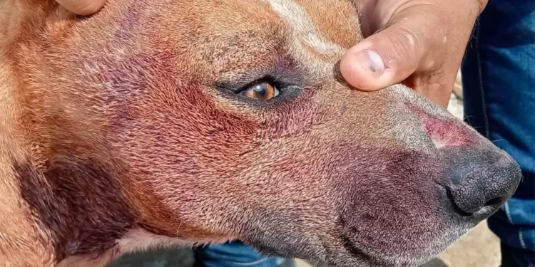 Multan con 13 mil pesos a mujer por maltrato a perritos