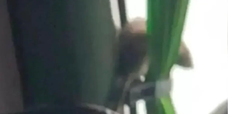 Ratón a bordo de bus sorprendió a pasajeros en trayecto de Viña a Santiago