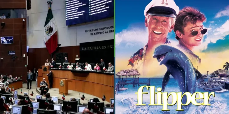 Senado ordena incautar todas las películas VHS y DVD que haya de Flipper