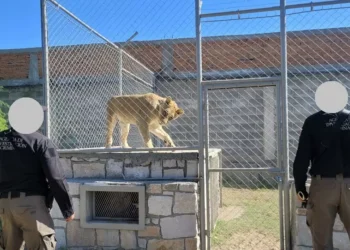 Hallan una leona, avestruces y aun pecaríes en un domicilio de Durango