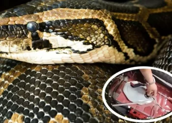 Mujer halla espina boa en su camioneta y maneja de Edomex a CDMX pidiendo auxilio