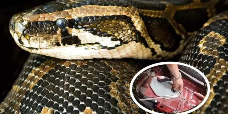 Mujer halla espina boa en su camioneta y maneja de Edomex a CDMX pidiendo auxilio