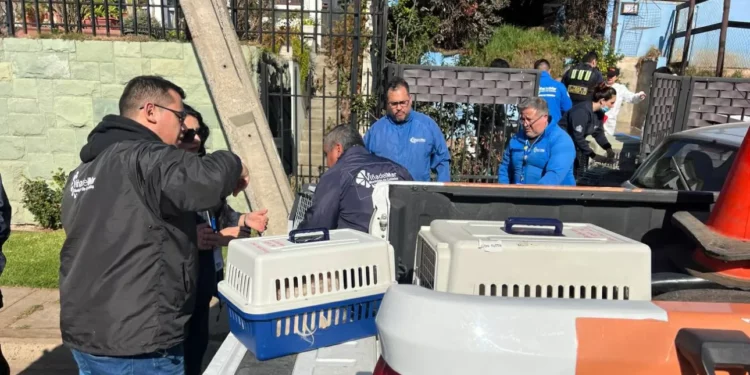 Operativo municipal busca solucionar hacinamiento de mascotas en vivienda de Reñaca