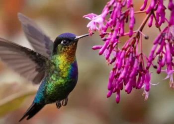 ¿Cómo duermen los colibríes cuando están cansados? siquiera se te ocurra atraparlos