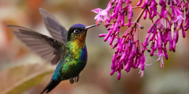¿Cómo duermen los colibríes cuando están cansados? siquiera se te ocurra atraparlos