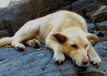 Diputados discuten permiso laboral ante fallecimiento de mascotas