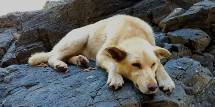 Diputados discuten permiso laboral ante fallecimiento de mascotas