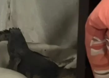 Video: yacaré invade casa en Tamaulipas y se apodera de la cama de las perritas