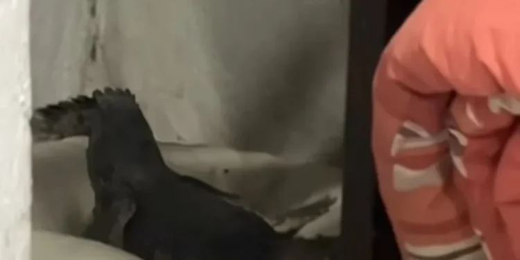 Video: yacaré invade casa en Tamaulipas y se apodera de la cama de las perritas