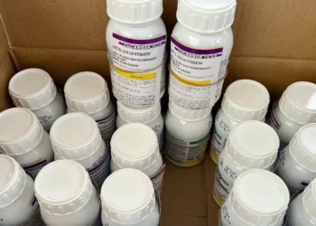 Plaga de chapulín afecta 6 mil hectáreas en Durango