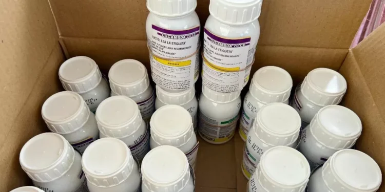 Plaga de chapulín afecta 6 mil hectáreas en Durango