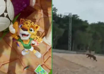 Gobierno promete no volver a acuchillar ni un árbol en honor a la nueva mascota del Mundial