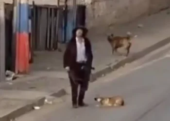 Denuncian caso de maltrato animal en Forestal Alto luego que hombre arrastrara a cría por la calle