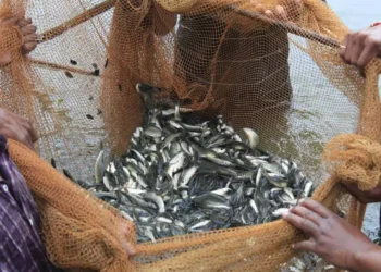 ¿Qué es la acuacultura?