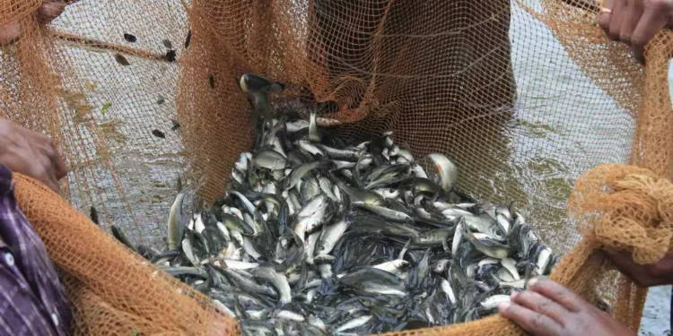 ¿Qué es la acuacultura?