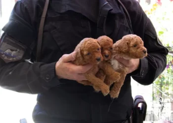 Multas millonarias y días de arresto: las nuevas sanciones para quienes maltraten animales y el costo de no aproximar la caca del perro