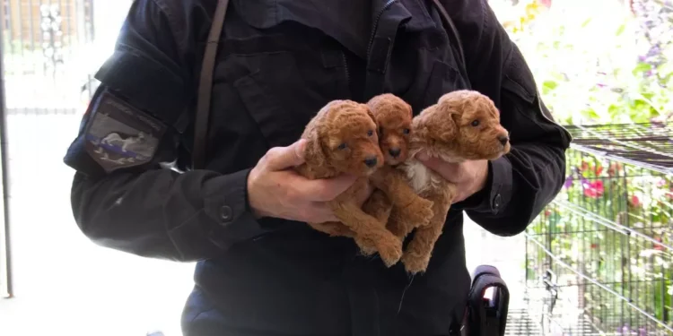 Multas millonarias y días de arresto: las nuevas sanciones para quienes maltraten animales y el costo de no aproximar la caca del perro