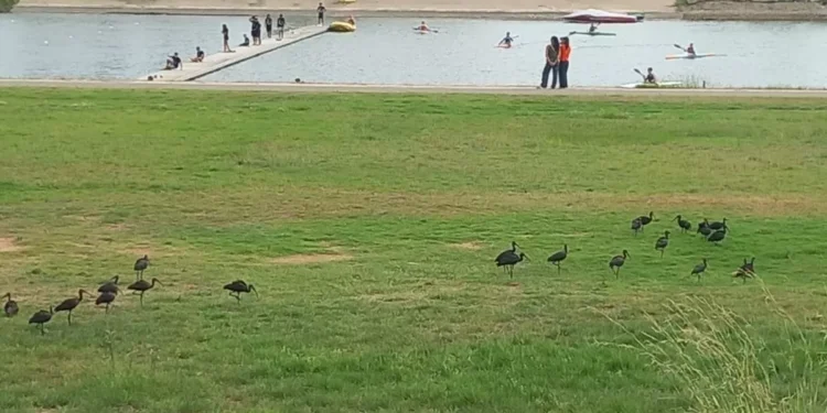 Parada y fonda en el Canal Olímpic de Castelldefels