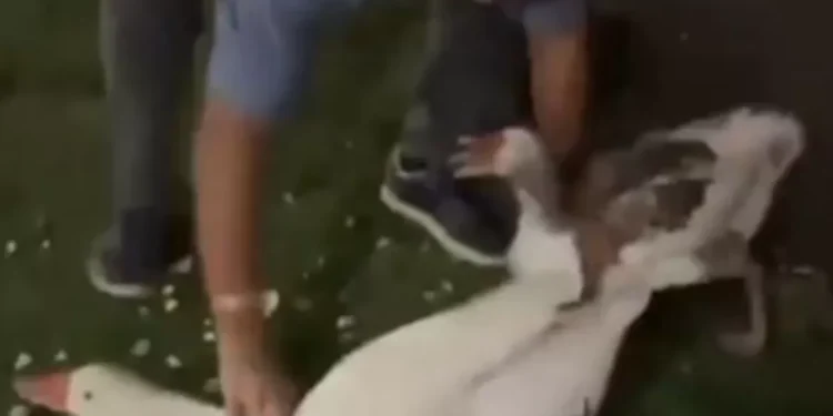 Robo de gansos en los lagos de Palermo: el elemento que complica la investigación y qué pesar le podrían dar al ladrón