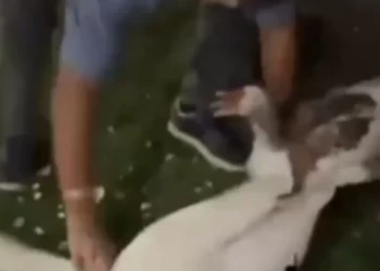 Robo de gansos en los lagos de Palermo: el elemento que complica la investigación y qué pesar le podrían dar al ladrón