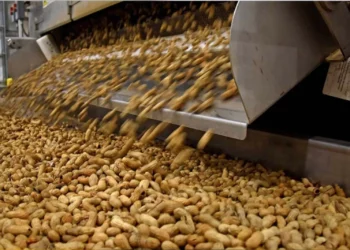 Innovación. notificación técnica cordobesa acelera la resistencia del maní a enfermedades