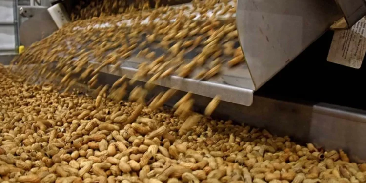 Innovación. notificación técnica cordobesa acelera la resistencia del maní a enfermedades